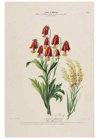 Reproducción/Reproduction 34313131150: Flore d'Amérique,. Paris,Gihaut[1843-1846]
