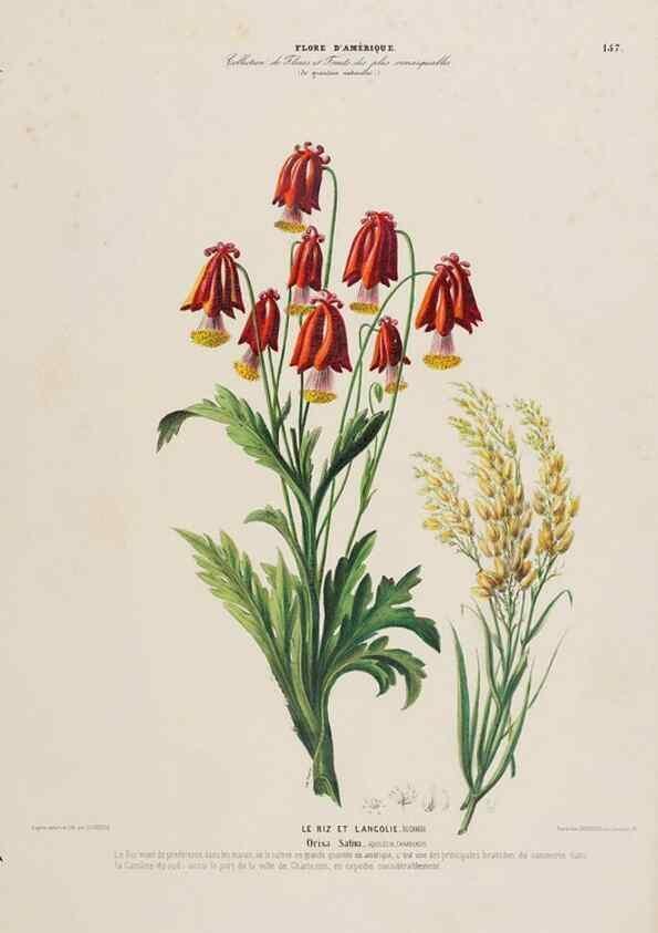 Reproducción/Reproduction 34313131150: Flore d'Amérique,. Paris,Gihaut[1843-1846]
