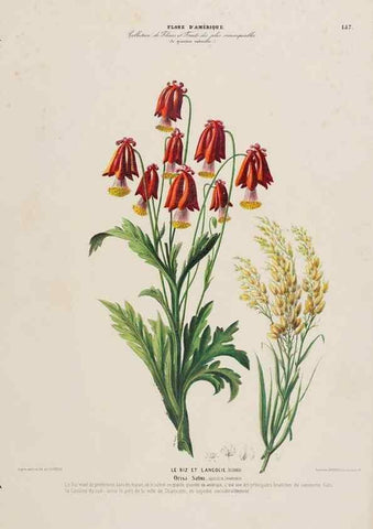 Reproducción/Reproduction 34313131150: Flore d'Amérique,. Paris,Gihaut[1843-1846]