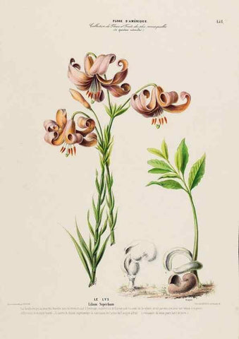 Reproducción/Reproduction 34313133620: Flore d'Amérique,. Paris,Gihaut[1843-1846]