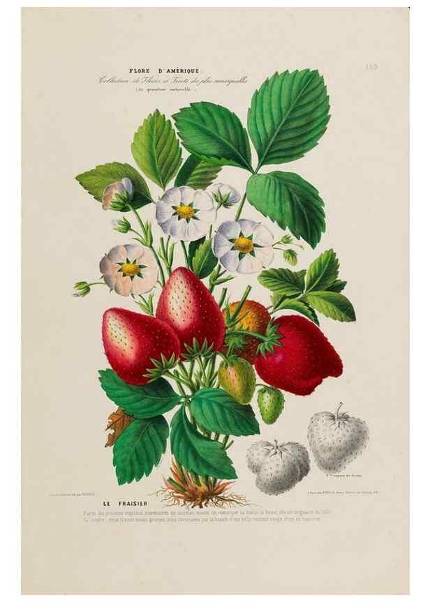 Reproducción/Reproduction 33887799773: Flore d'Amérique,. Paris,Gihaut[1843-1846]