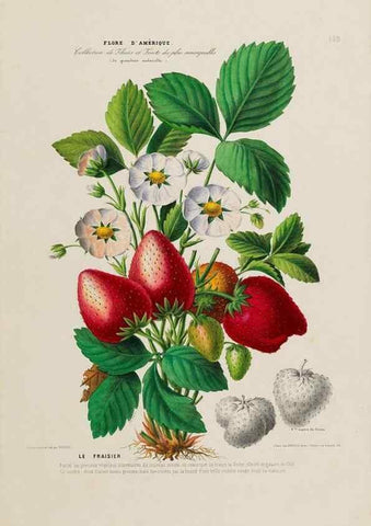Reproducción/Reproduction 33887799773: Flore d'Amérique,. Paris,Gihaut[1843-1846]