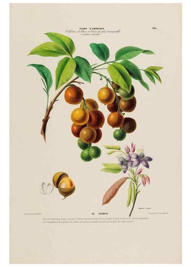 Reproducción/Reproduction 33887802503: Flore d'Amérique,. Paris,Gihaut[1843-1846]