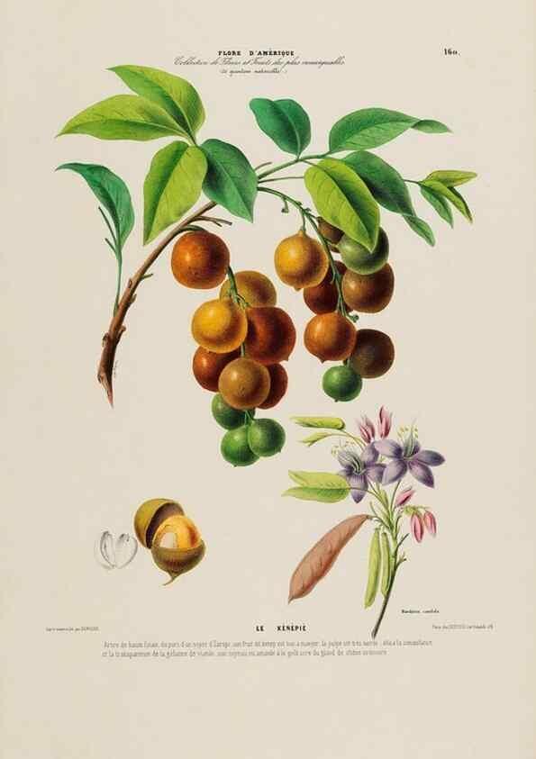 Reproducción/Reproduction 33887802503: Flore d'Amérique,. Paris,Gihaut[1843-1846]