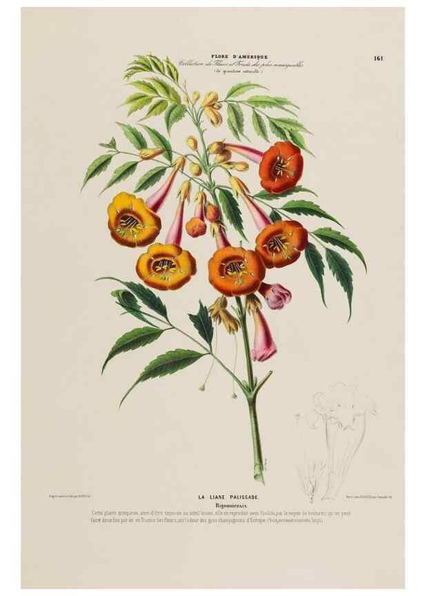 Reproducción/Reproduction 34657288666: Flore d'Amérique,. Paris,Gihaut[1843-1846]