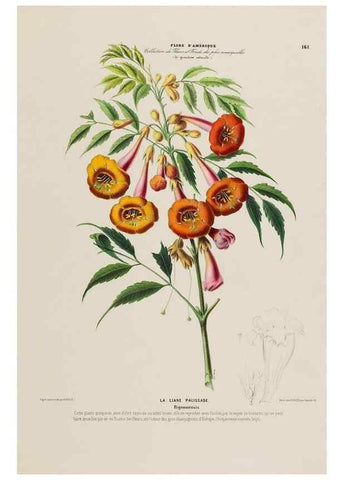 Reproducción/Reproduction 34657288666: Flore d'Amérique,. Paris,Gihaut[1843-1846]