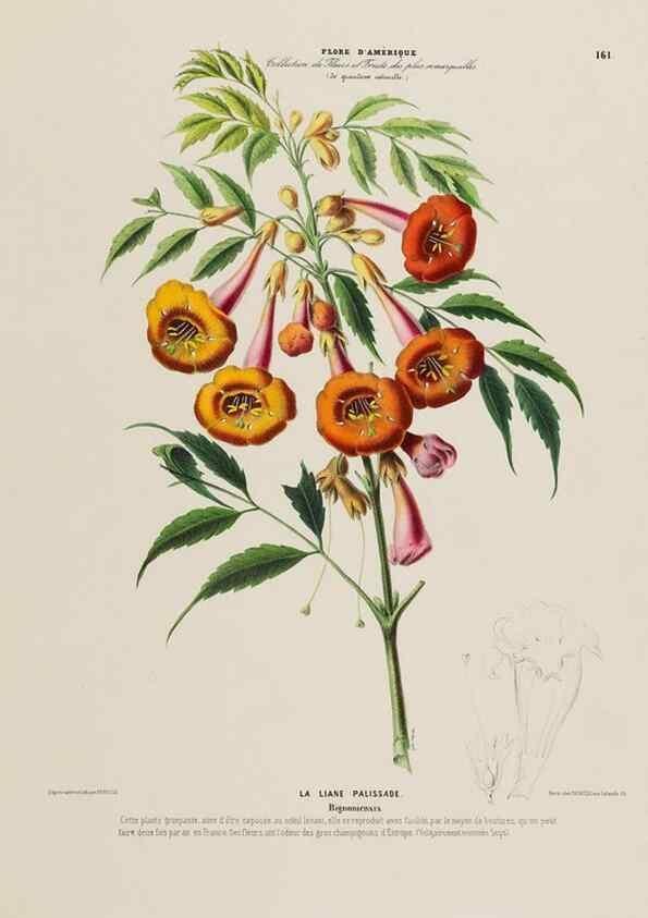 Reproducción/Reproduction 34657288666: Flore d'Amérique,. Paris,Gihaut[1843-1846]