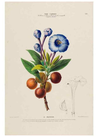 Reproducción/Reproduction 34535940012: Flore d'Amérique,. Paris,Gihaut[1843-1846]