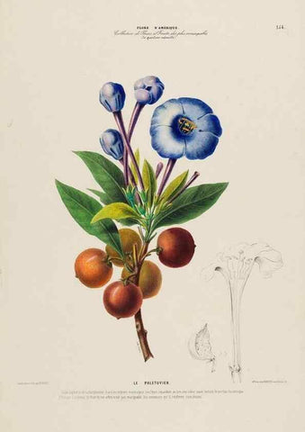 Reproducción/Reproduction 34535940012: Flore d'Amérique,. Paris,Gihaut[1843-1846]