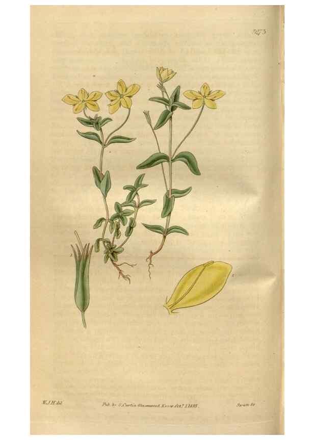 Reproducción/Reproduction 35083686502: Curtis's botanical magazine.. London ; New York [etc.] :Academic Press [etc.]