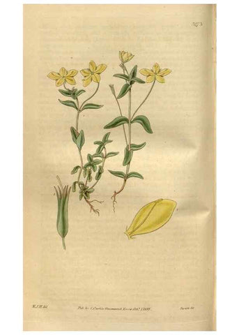 Reproducción/Reproduction 35083686502: Curtis's botanical magazine.. London ; New York [etc.] :Academic Press [etc.]