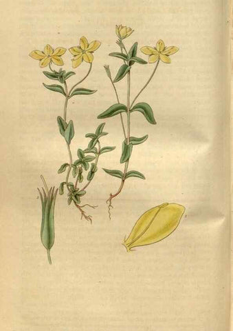 Reproducción/Reproduction 35083686502: Curtis's botanical magazine.. London ; New York [etc.] :Academic Press [etc.]