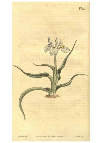 Reproducción/Reproduction 35038594971: Curtis's botanical magazine.. London ; New York [etc.] :Academic Press [etc.]
