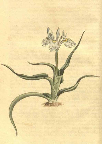 Reproducción/Reproduction 35038594971: Curtis's botanical magazine.. London ; New York [etc.] :Academic Press [etc.]