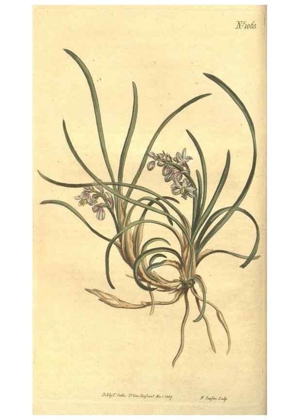 Reproducción/Reproduction 35004413872: Curtis's botanical magazine.. London ; New York [etc.] :Academic Press [etc.]