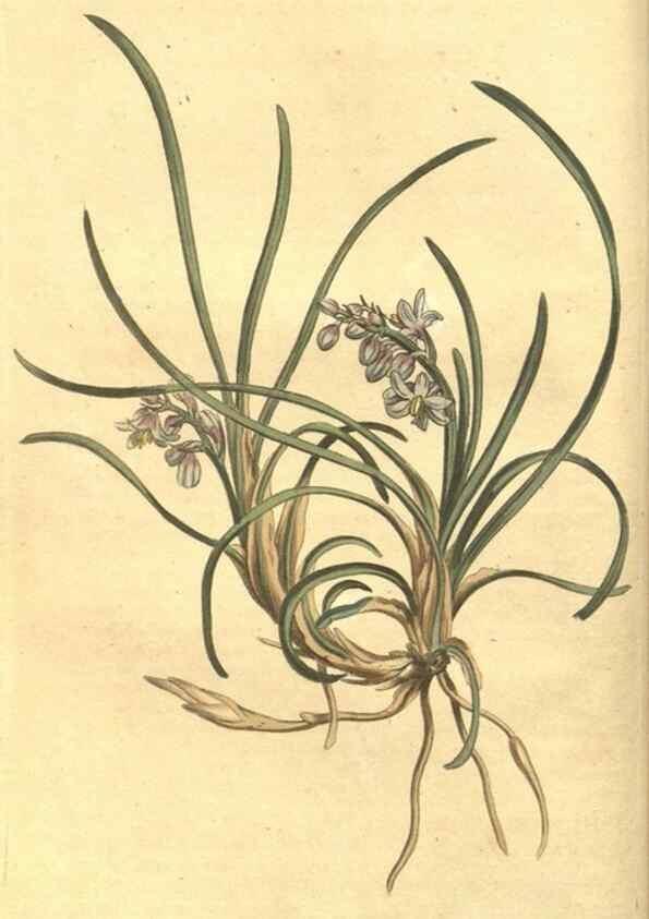 Reproducción/Reproduction 35004413872: Curtis's botanical magazine.. London ; New York [etc.] :Academic Press [etc.]