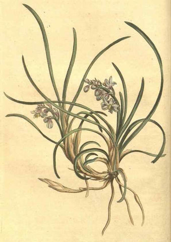 Reproducción/Reproduction 35004413872: Curtis's botanical magazine.. London ; New York [etc.] :Academic Press [etc.]