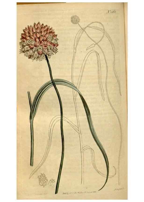 Reproducción/Reproduction 35186836335: Curtis's botanical magazine.. London ; New York [etc.] :Academic Press [etc.]