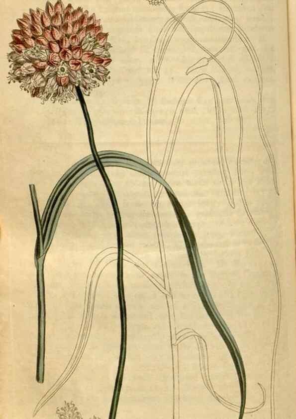 Reproducción/Reproduction 35186836335: Curtis's botanical magazine.. London ; New York [etc.] :Academic Press [etc.]