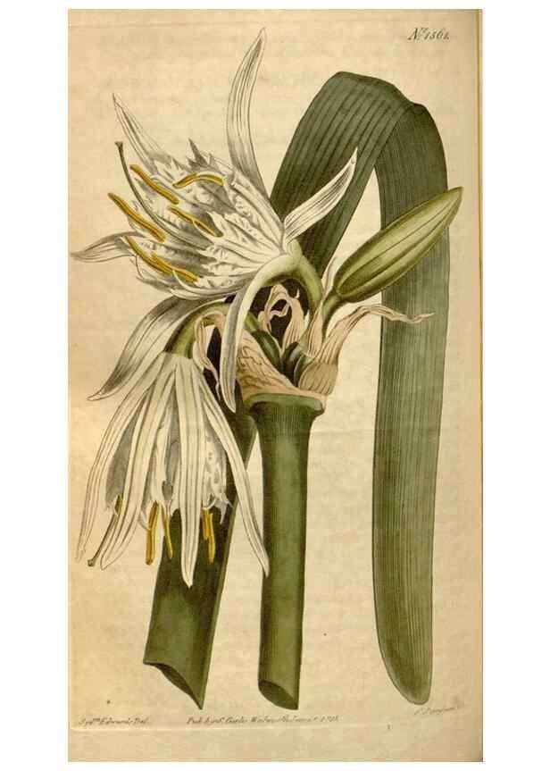 Reproducción/Reproduction 35186838065: Curtis's botanical magazine.. London ; New York [etc.] :Academic Press [etc.]