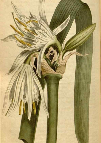 Reproducción/Reproduction 35186838065: Curtis's botanical magazine.. London ; New York [etc.] :Academic Press [etc.]