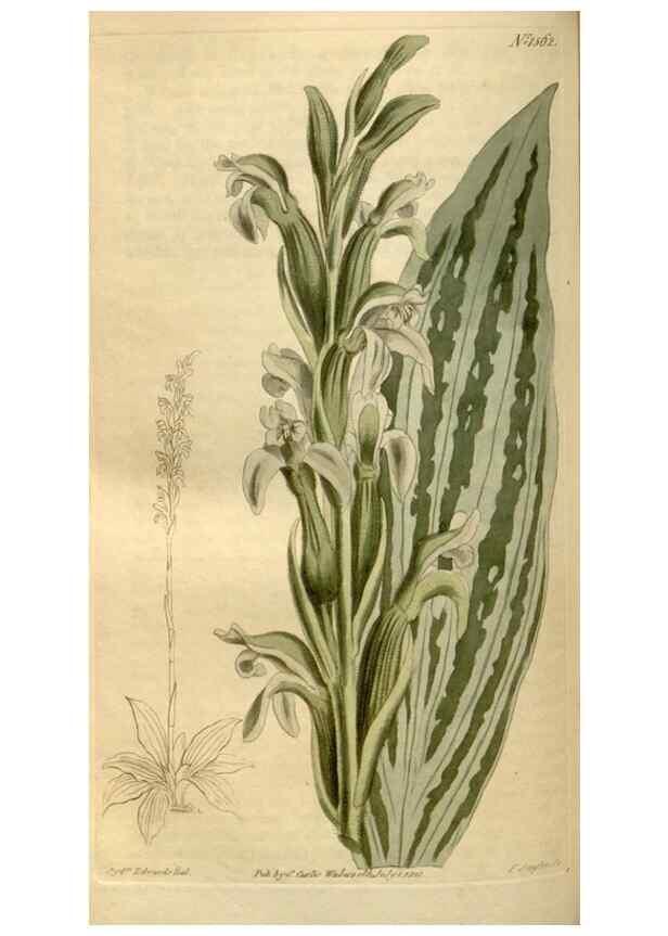 Reproducción/Reproduction 35186840385: Curtis's botanical magazine.. London ; New York [etc.] :Academic Press [etc.]
