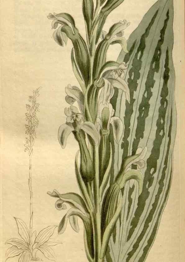 Reproducción/Reproduction 35186840385: Curtis's botanical magazine.. London ; New York [etc.] :Academic Press [etc.]