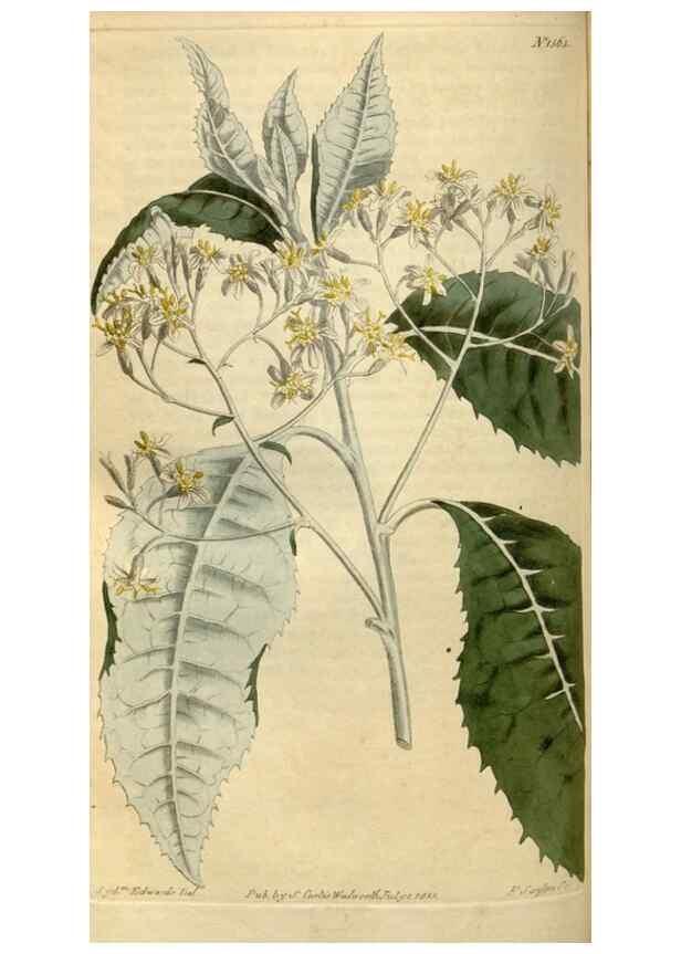 Reproducción/Reproduction 35186843475: Curtis's botanical magazine.. London ; New York [etc.] :Academic Press [etc.]