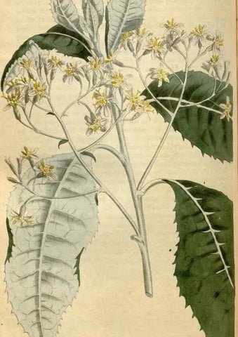 Reproducción/Reproduction 35186843475: Curtis's botanical magazine.. London ; New York [etc.] :Academic Press [etc.]
