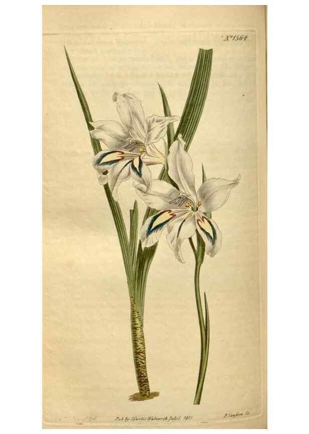 Reproducción/Reproduction 35186846435: Curtis's botanical magazine.. London ; New York [etc.] :Academic Press [etc.]