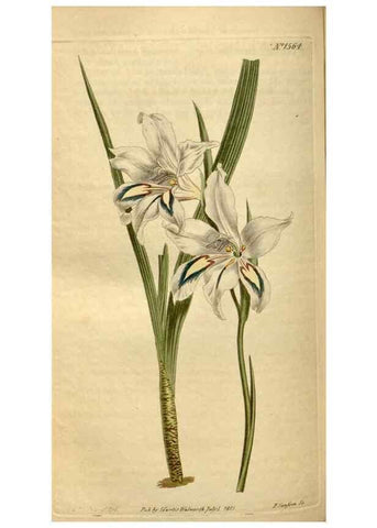 Reproducción/Reproduction 35186846435: Curtis's botanical magazine.. London ; New York [etc.] :Academic Press [etc.]