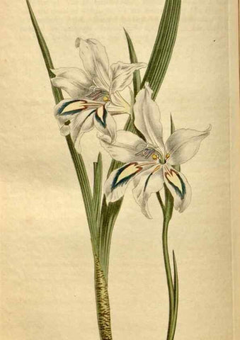Reproducción/Reproduction 35186846435: Curtis's botanical magazine.. London ; New York [etc.] :Academic Press [etc.]