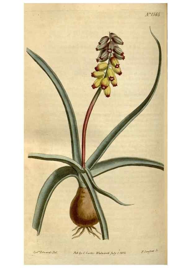 Reproducción/Reproduction 35186849075: Curtis's botanical magazine.. London ; New York [etc.] :Academic Press [etc.]