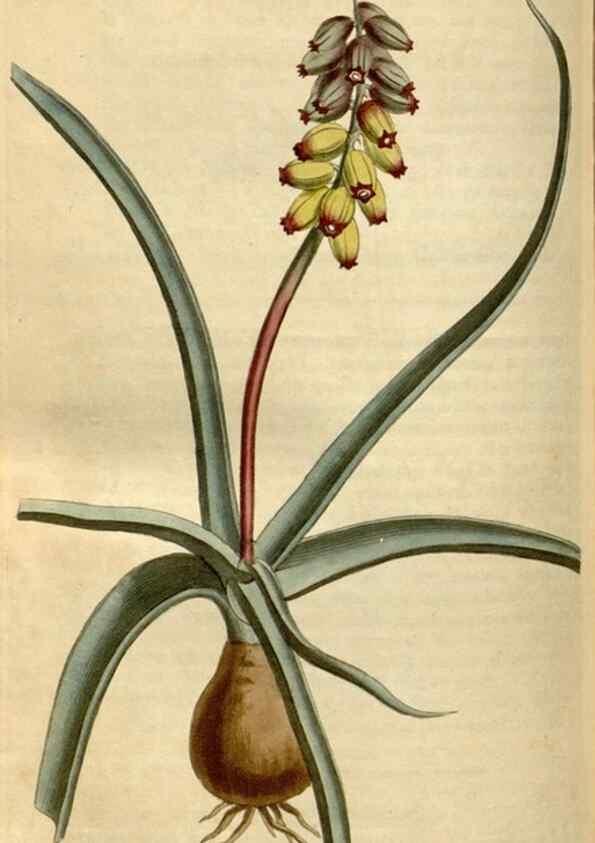 Reproducción/Reproduction 35186849075: Curtis's botanical magazine.. London ; New York [etc.] :Academic Press [etc.]