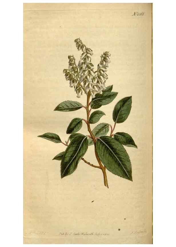Reproducción/Reproduction 35186852815: Curtis's botanical magazine.. London ; New York [etc.] :Academic Press [etc.]