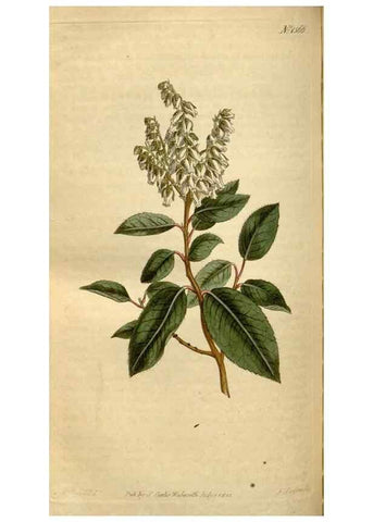Reproducción/Reproduction 35186852815: Curtis's botanical magazine.. London ; New York [etc.] :Academic Press [etc.]