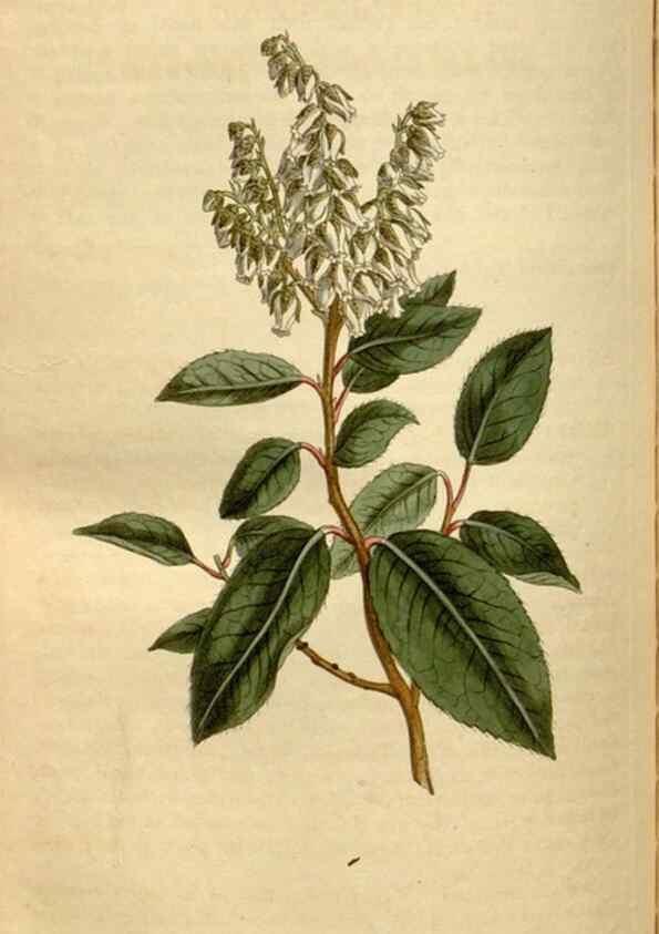 Reproducción/Reproduction 35186852815: Curtis's botanical magazine.. London ; New York [etc.] :Academic Press [etc.]