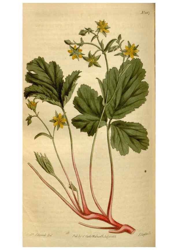 Reproducción/Reproduction 35056193481: Curtis's botanical magazine.. London ; New York [etc.] :Academic Press [etc.]