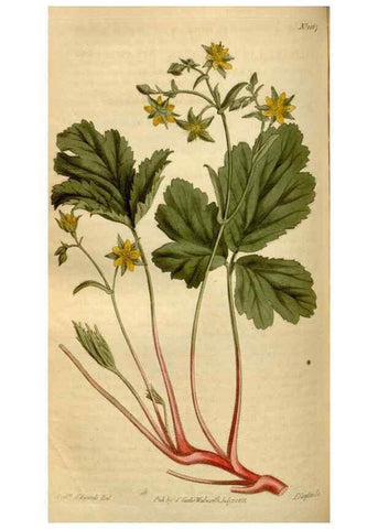 Reproducción/Reproduction 35056193481: Curtis's botanical magazine.. London ; New York [etc.] :Academic Press [etc.]