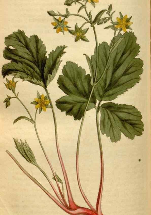 Reproducción/Reproduction 35056193481: Curtis's botanical magazine.. London ; New York [etc.] :Academic Press [etc.]