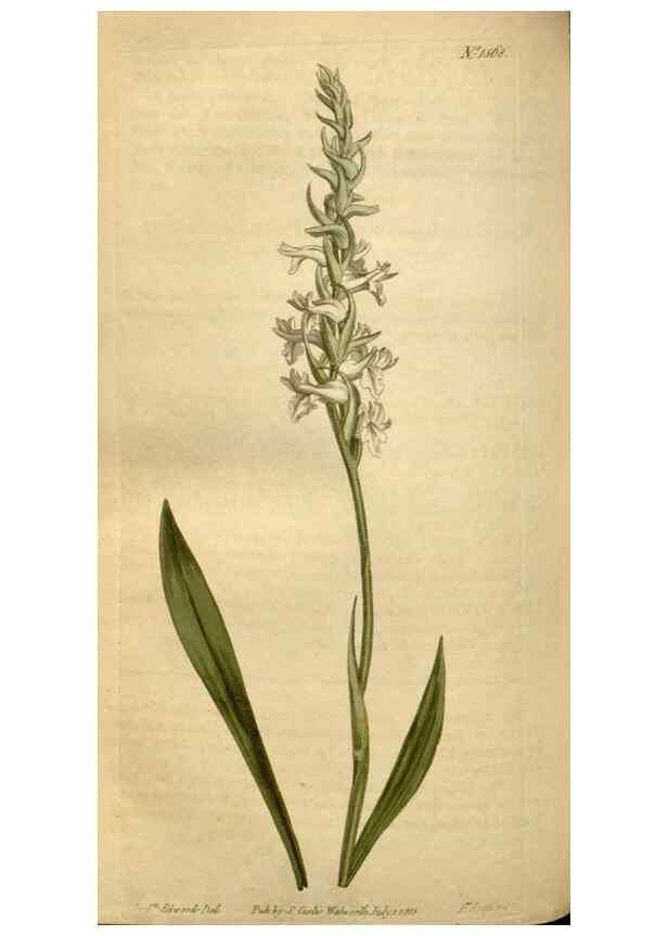 Reproducción/Reproduction 35186858705: Curtis's botanical magazine.. London ; New York [etc.] :Academic Press [etc.]