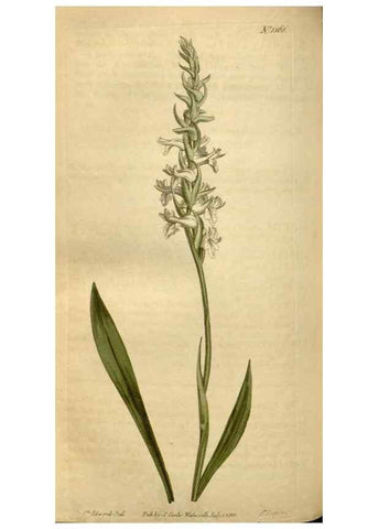 Reproducción/Reproduction 35186858705: Curtis's botanical magazine.. London ; New York [etc.] :Academic Press [etc.]