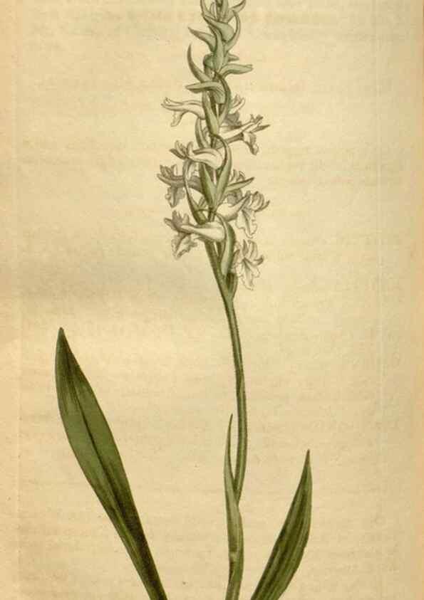 Reproducción/Reproduction 35186858705: Curtis's botanical magazine.. London ; New York [etc.] :Academic Press [etc.]