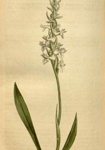 Reproducción/Reproduction 35186858705: Curtis's botanical magazine.. London ; New York [etc.] :Academic Press [etc.]