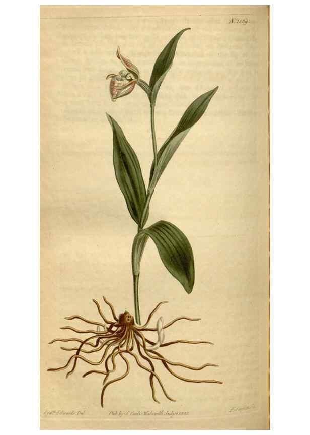 Reproducción/Reproduction 35056196971: Curtis's botanical magazine.. London ; New York [etc.] :Academic Press [etc.]