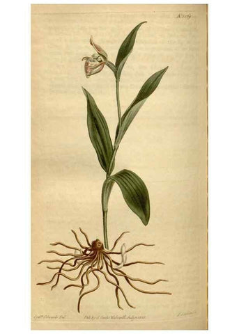 Reproducción/Reproduction 35056196971: Curtis's botanical magazine.. London ; New York [etc.] :Academic Press [etc.]