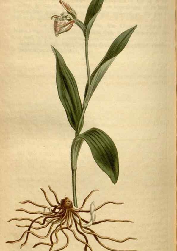Reproducción/Reproduction 35056196971: Curtis's botanical magazine.. London ; New York [etc.] :Academic Press [etc.]