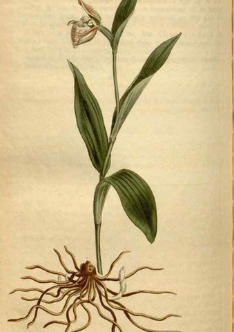 Reproducción/Reproduction 35056196971: Curtis's botanical magazine.. London ; New York [etc.] :Academic Press [etc.]