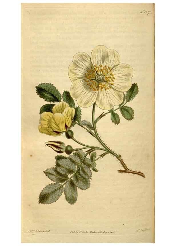 Reproducción/Reproduction 34377267023: Curtis's botanical magazine.. London ; New York [etc.] :Academic Press [etc.]