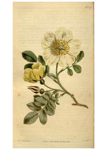 Reproducción/Reproduction 34377267023: Curtis's botanical magazine.. London ; New York [etc.] :Academic Press [etc.]